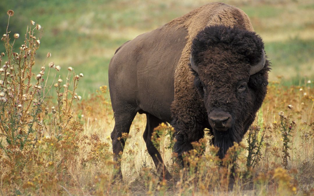The American Buffalo and Parking Regulations?